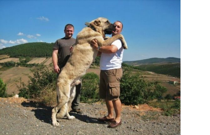 kangal-001.jpg