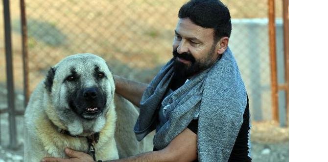 kangal-kopekler.jpg