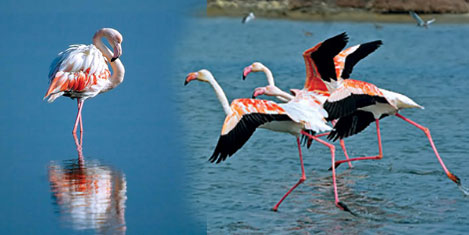 kirmizi-flamingo11.jpg kirmizi-flamingo11.jpg