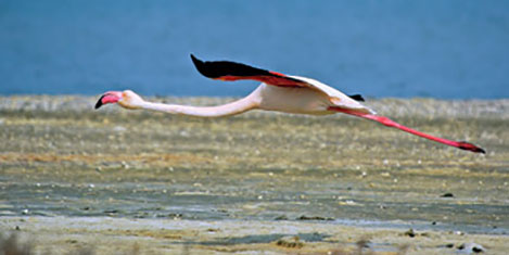 kirmizi-flamingo2.jpg kirmizi-flamingo2.jpg