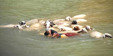 koyun-gecirme-yarismasi-4.jpg koyun-gecirme-yarismasi-4.jpg