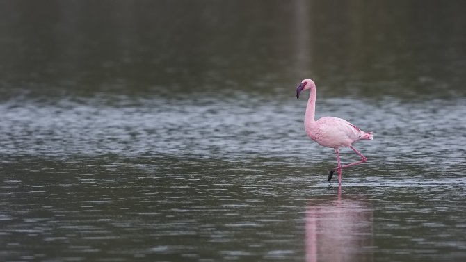 kucuk-flamingo.jpg