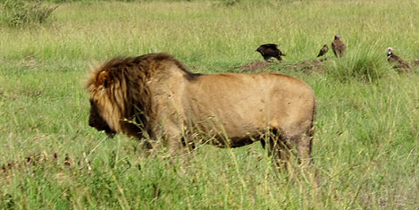 masai-mara-aslan1.jpg
