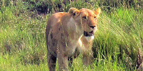masai-mara-aslan2.jpg