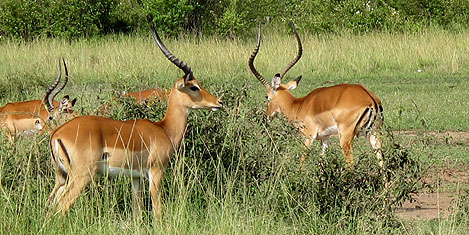 masai-mara-ceylan1.jpg