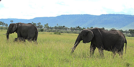 masai-mara-fil2.jpg