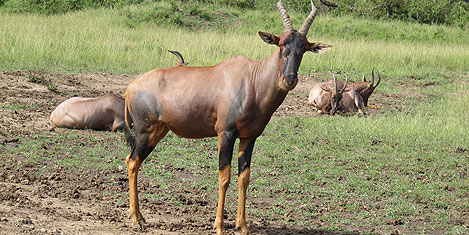 masai-mara-keci.jpg