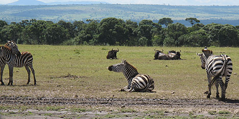 masai-mara-zebra1.jpg