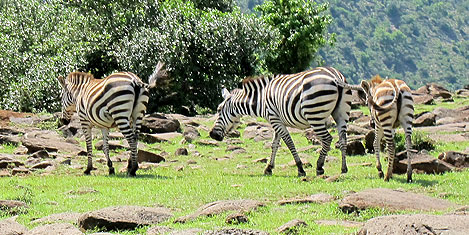 masai-mara-zebra2.jpg