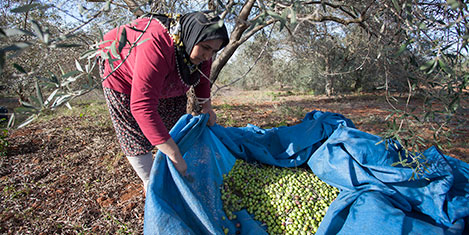 nar-gurme2.jpg nar-gurme2.jpg