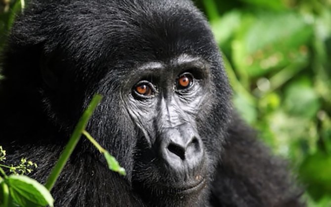 ruanda-gorilla-002.jpg