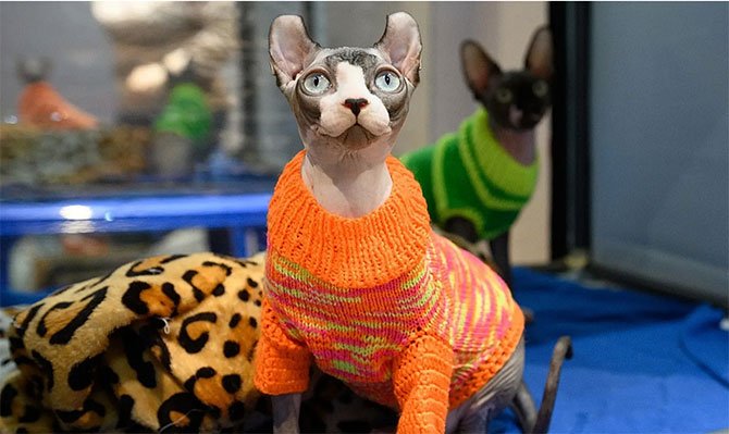rusya,-kedi-001.jpg