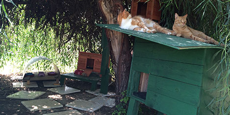 sheraton-adana-kedi-2.jpg sheraton-adana-kedi-2.jpg