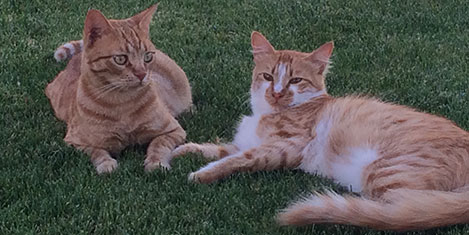 sheraton-adana-kedi-7.jpg sheraton-adana-kedi-7.jpg