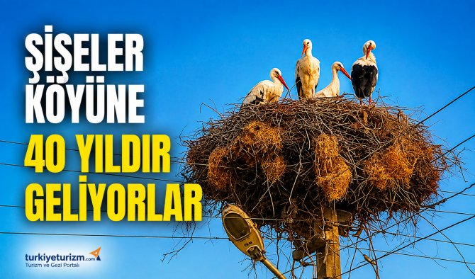 siseler-koyu,-leylekler.png