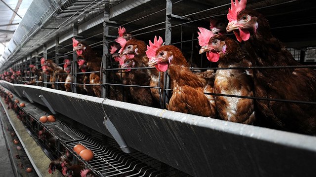 Piliç eti üretiminde beyaz et devlerine ceza Piliç eti üretiminde beyaz et devlerine ceza