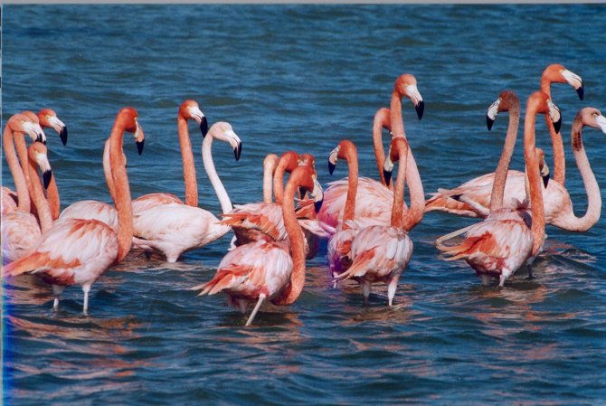 tuz-golu-flamingo-004.jpg