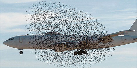 ucak-kus32.20110805094022.jpg ucak-kus32.20110805094022.jpg