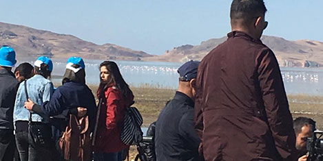 van-flamingo2.jpg van-flamingo2.jpg