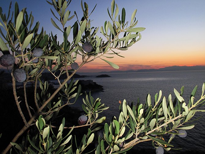 zeytin-005.jpg